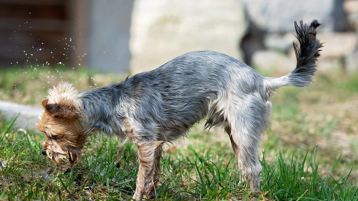 Why Does My Dog Eat Dirt?