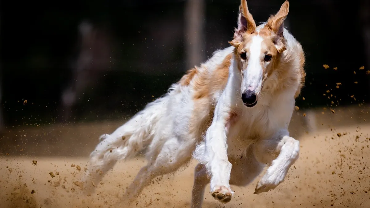 Why Does My Dog Inhale Food? Slow Feeding and Chewing Help