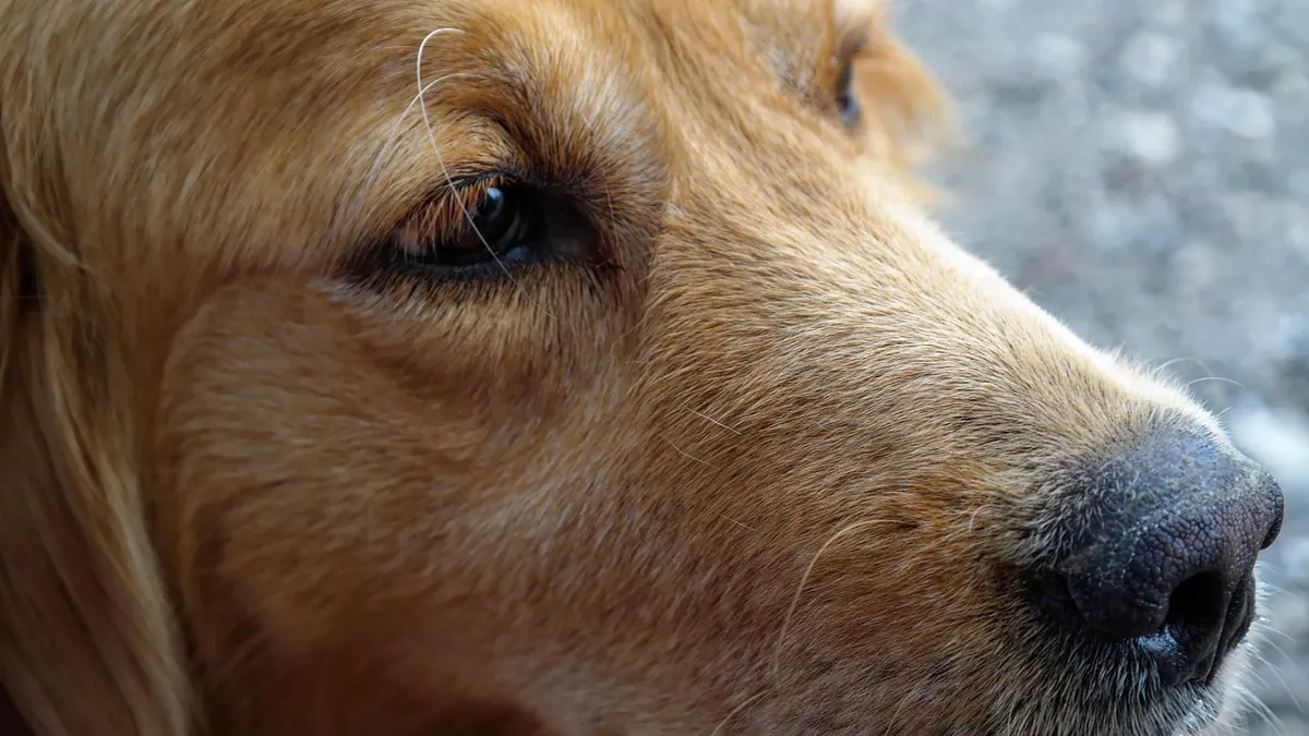 Why Is My Dog's Elbow Callus Bleeding? Causes and Care