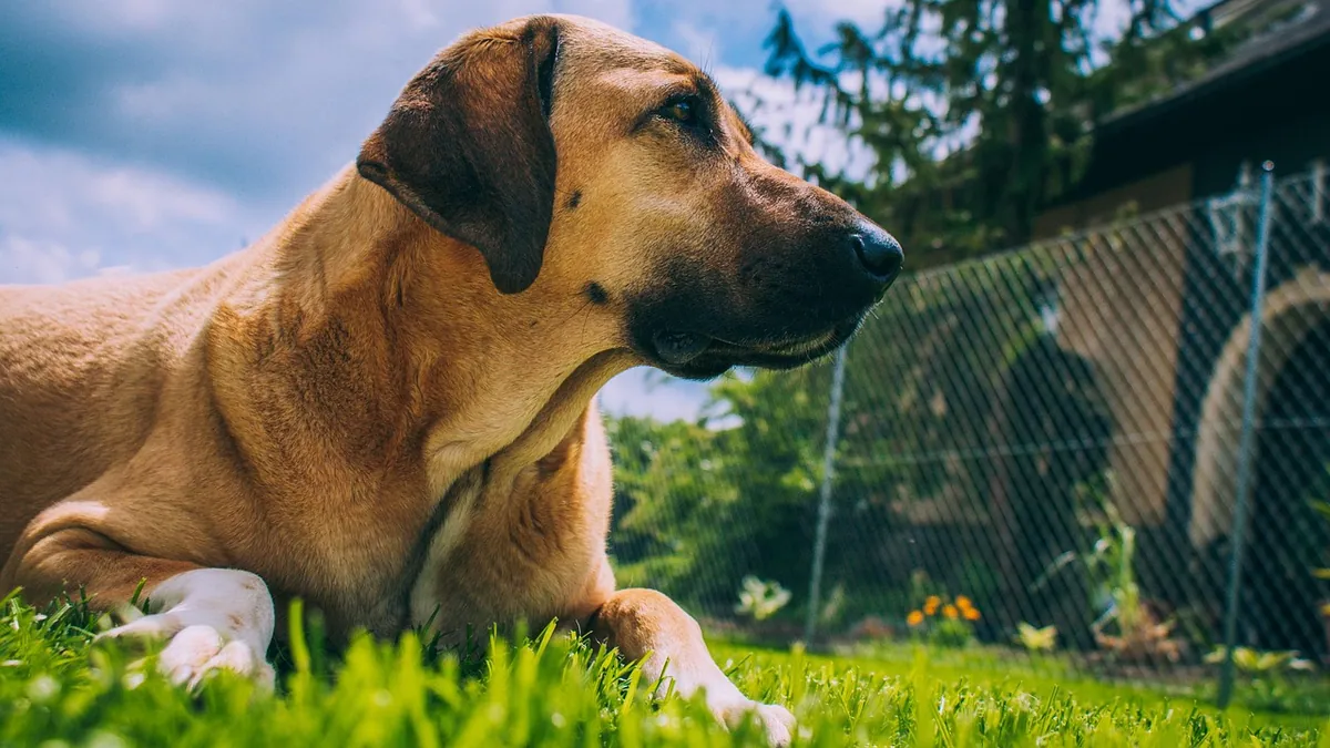 Dog Elbow Callus: Causes and When to Worry