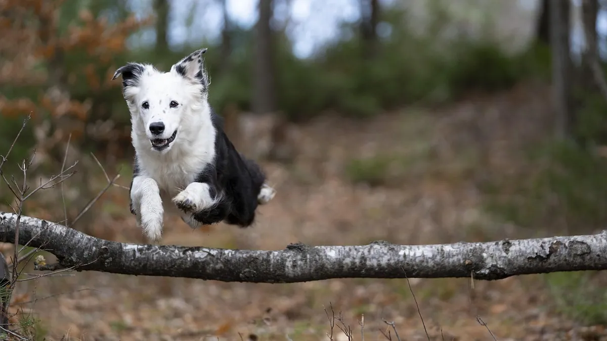Puppy Chewed an Electrical Cord: Is It an Emergency?