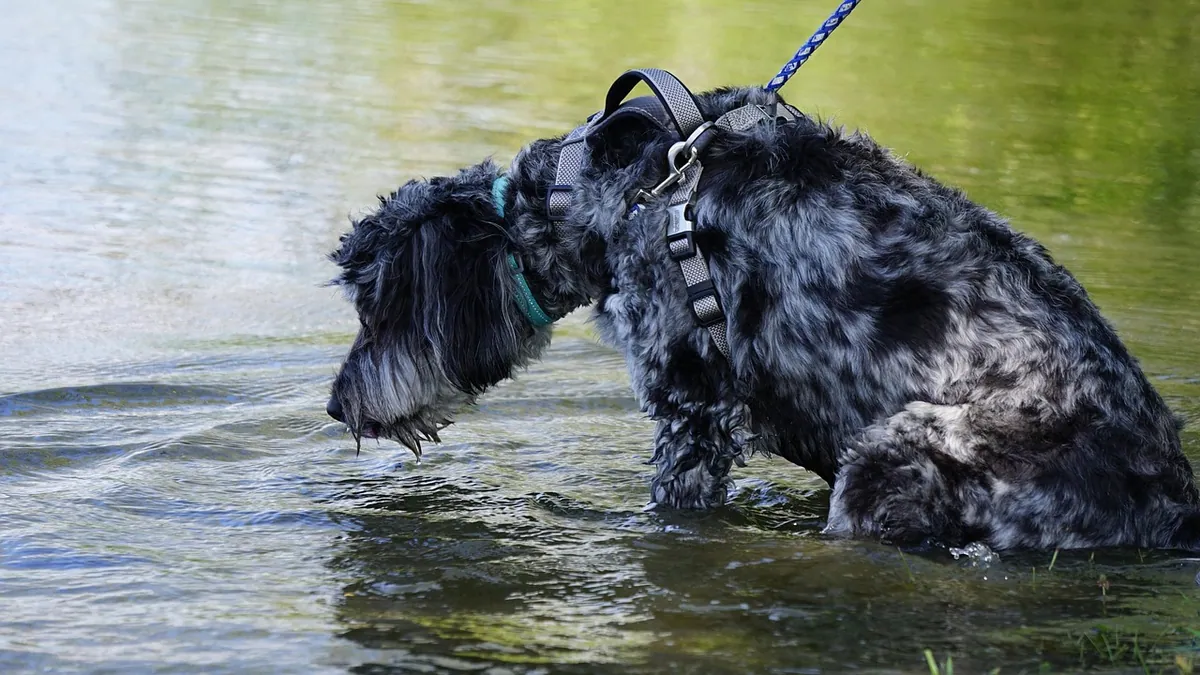 Can Dogs Have Electrolytes? What to Give and When