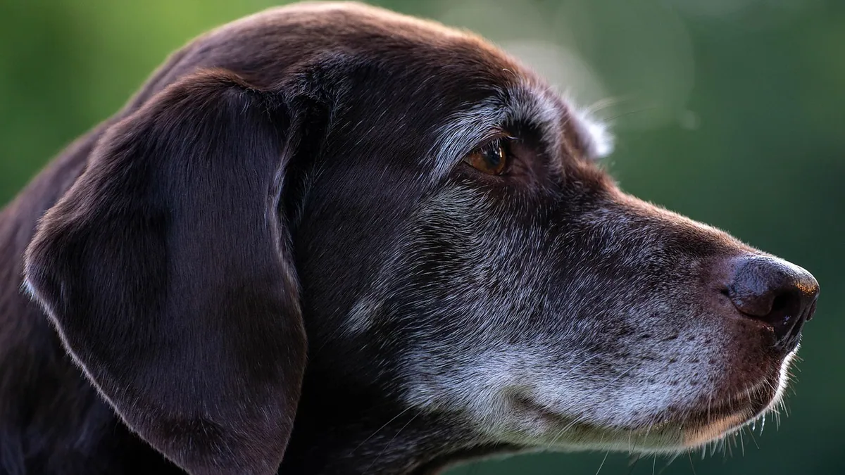Dog End of Life Assessment: Tools to Evaluate Quality of Life