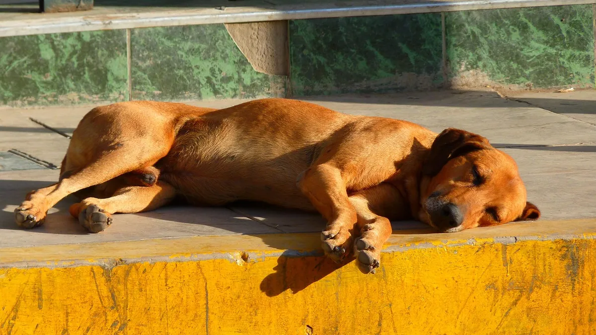 Enlarged Prostate in Dogs: Medicines That Help