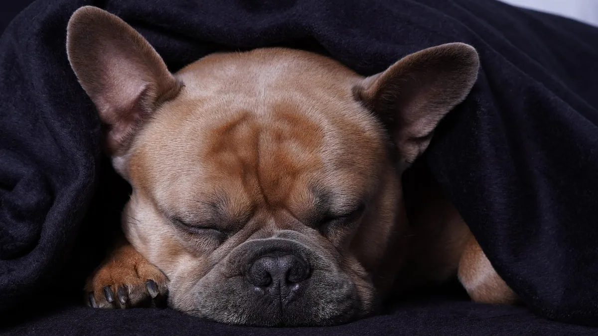 Dog Euthanasia Drugs: How They Work and What to Expect