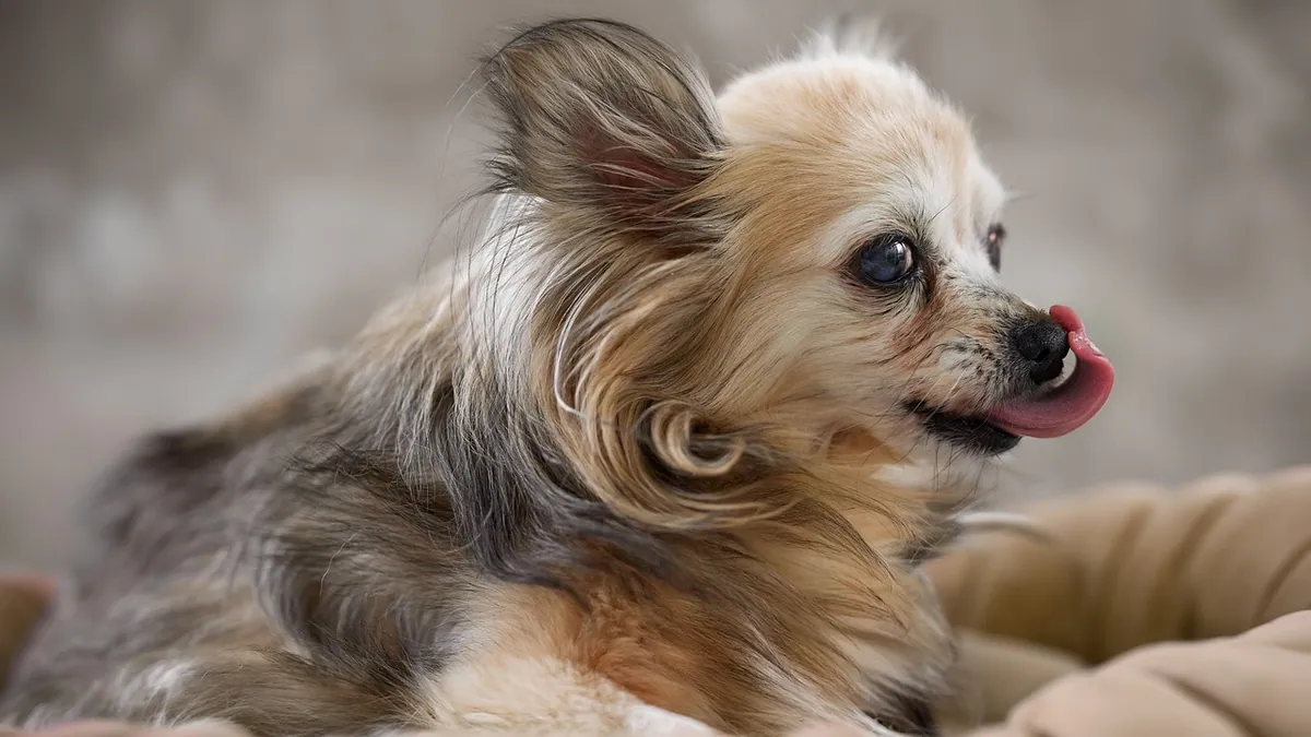 Excessive Licking After Surgery in Dogs: Normal or Problem?