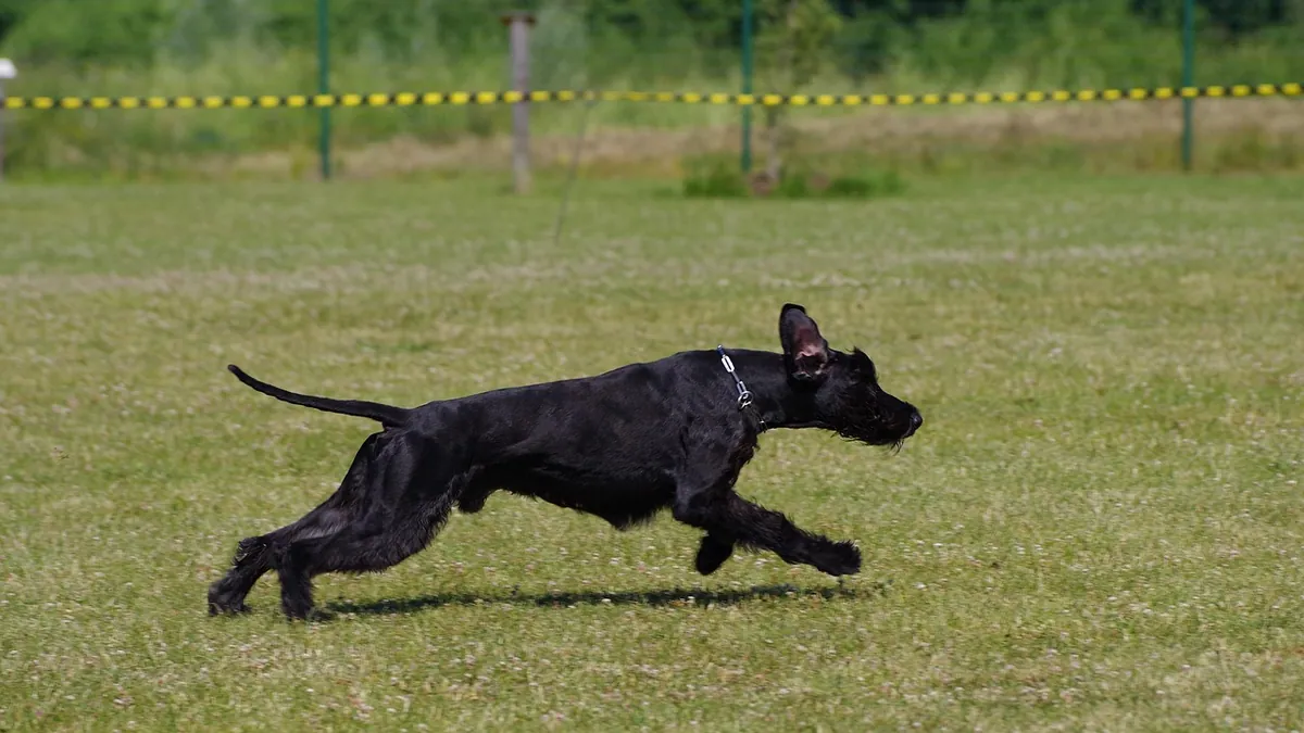 Dog Exercise Needs by Breed and Age: How Much Is Enough?