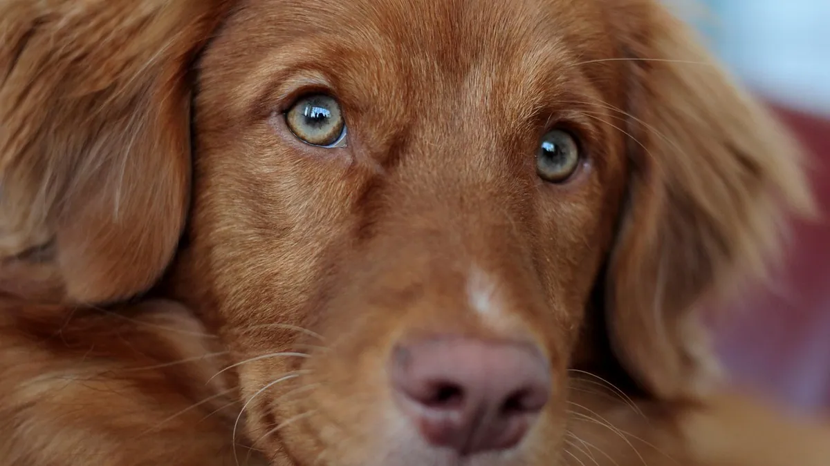 Dog Eye Allergies: Home Remedies and When to See a Vet
