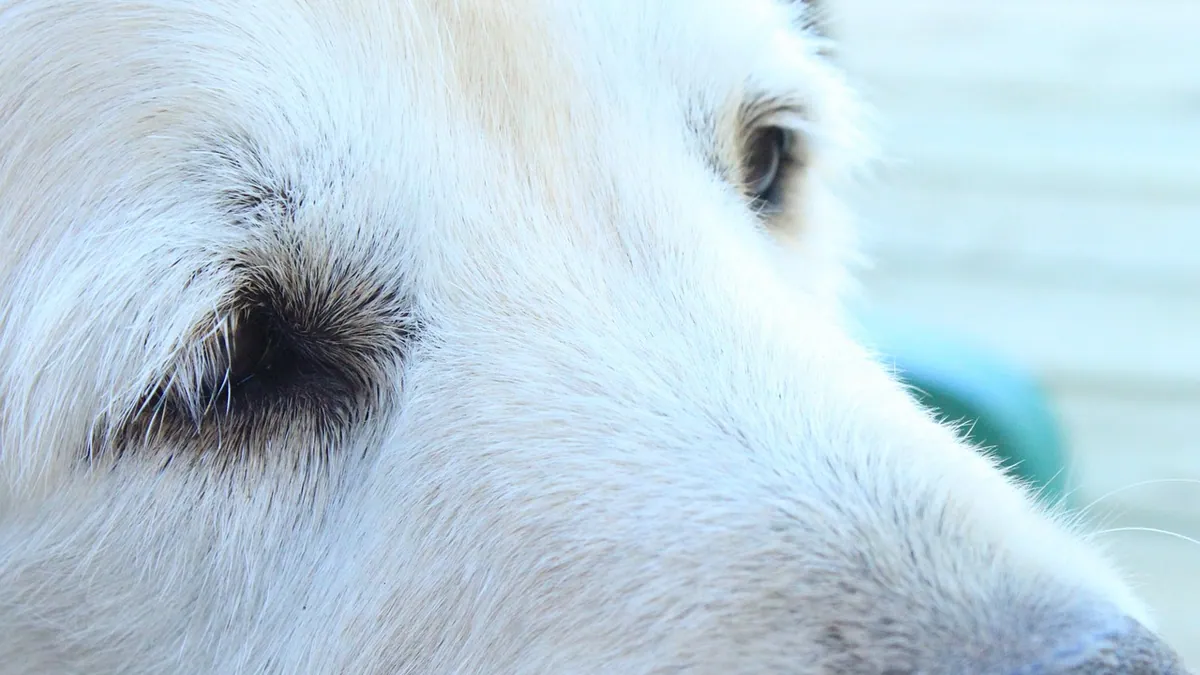 Cloudy, Foggy, or Oozing Dog Eye: Causes and Next Steps