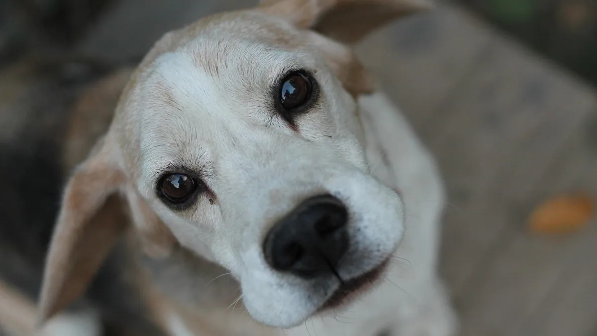 How to Flush a Dog's Eye Safely at Home