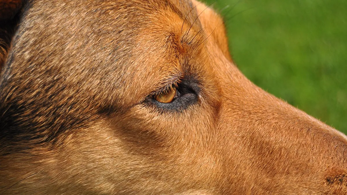 Dog Eye Freckle: When a Spot on the Eye Needs a Vet