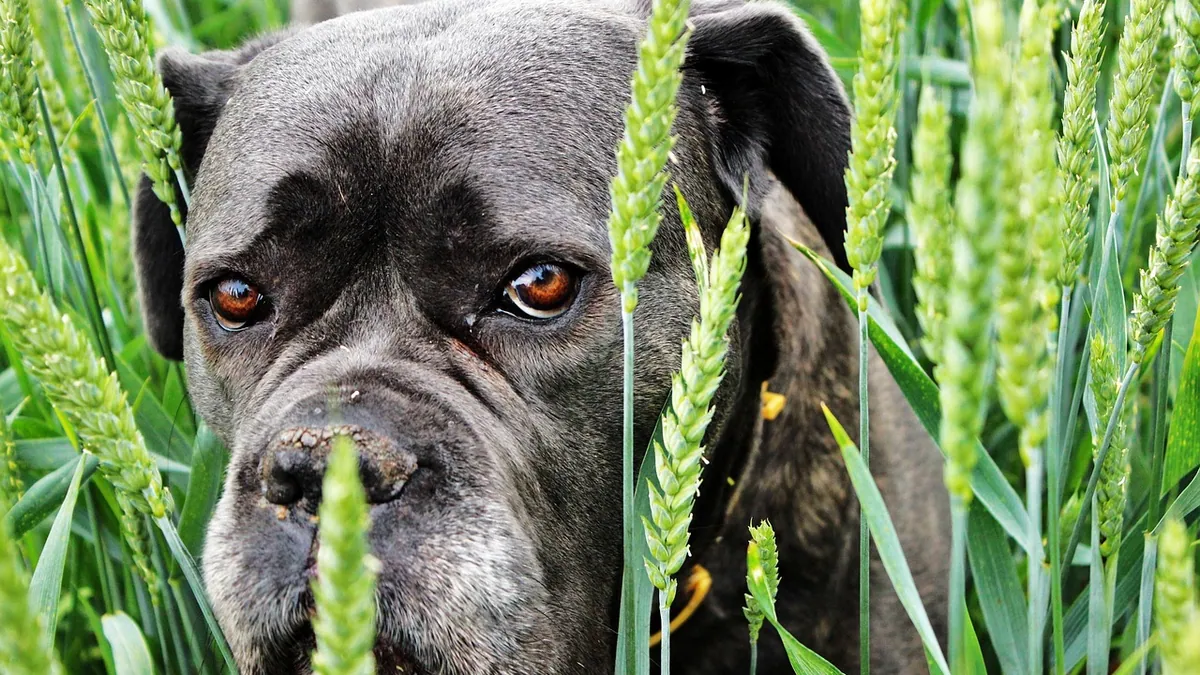 Dog Eye Lubricants: Drops, Gels, and When to Use Them