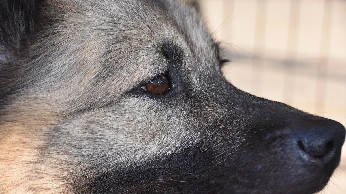 Dog Eye Not Producing Tears, Blinking, or Dilating