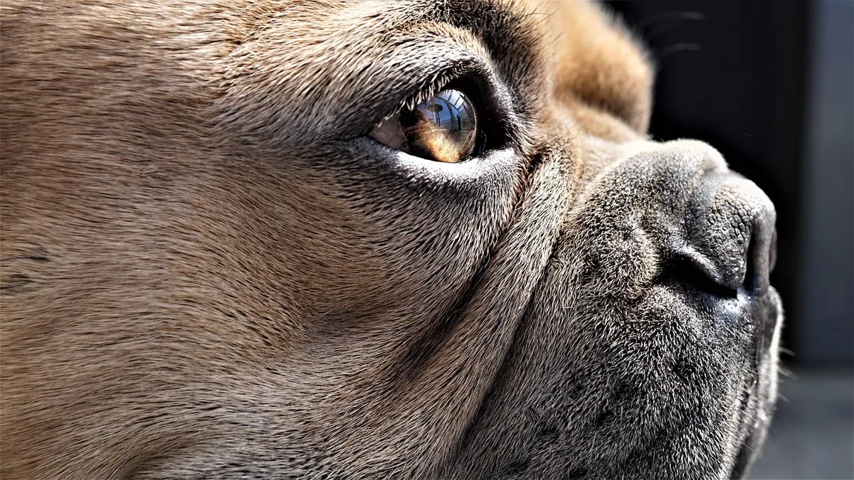 Dog Eye or Skin Zit: What Those Bumps Are and What to Do