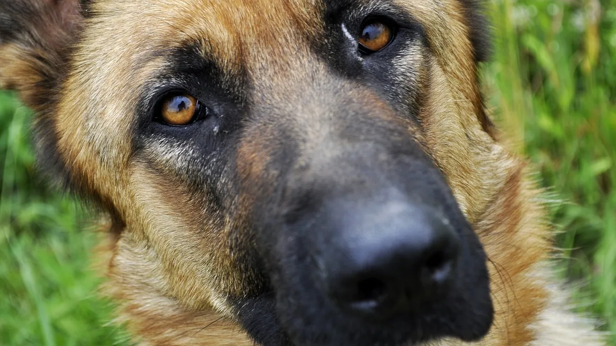 Dog Eye Stye: Causes, Treatment, and When to See a Vet