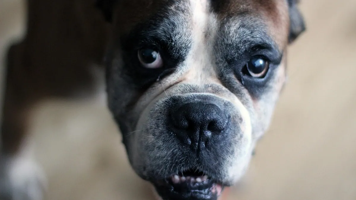 Dog Eye Tearing and Tear Stains: Causes and Care
