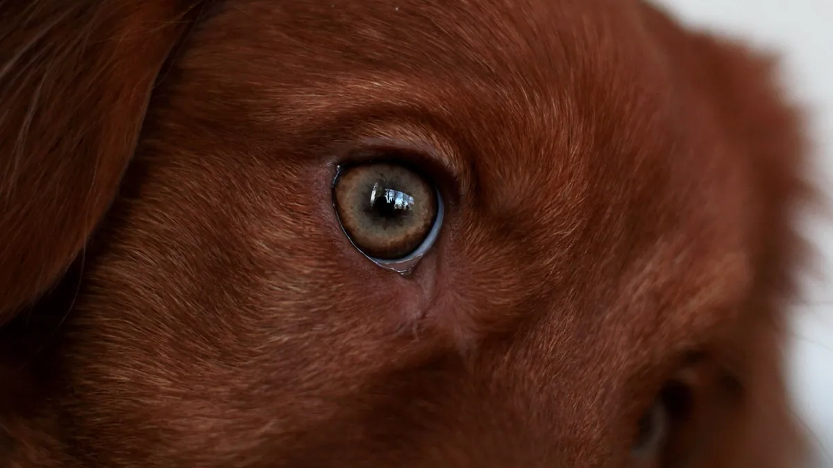 Dog Eye Vitamins: Do They Help Vision and Eye Health?