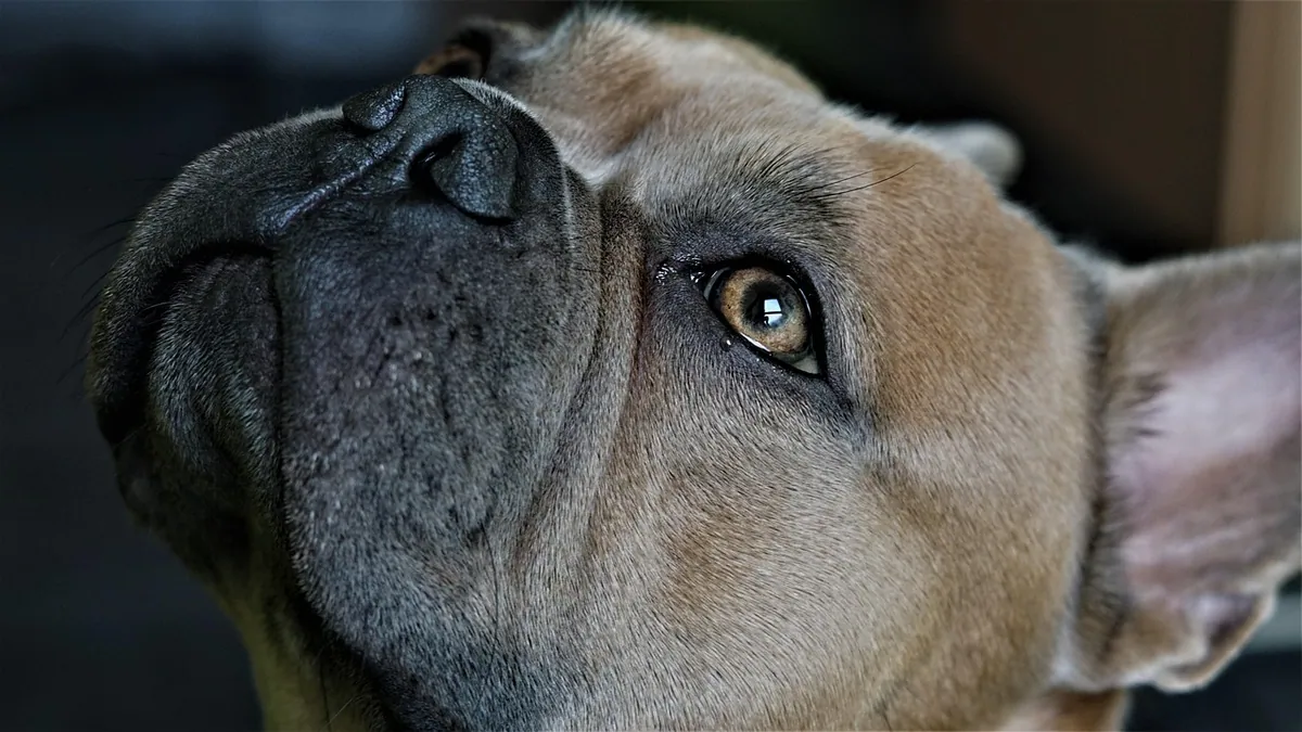 Why Is My Dog's Eye Watering? Causes and When to Worry