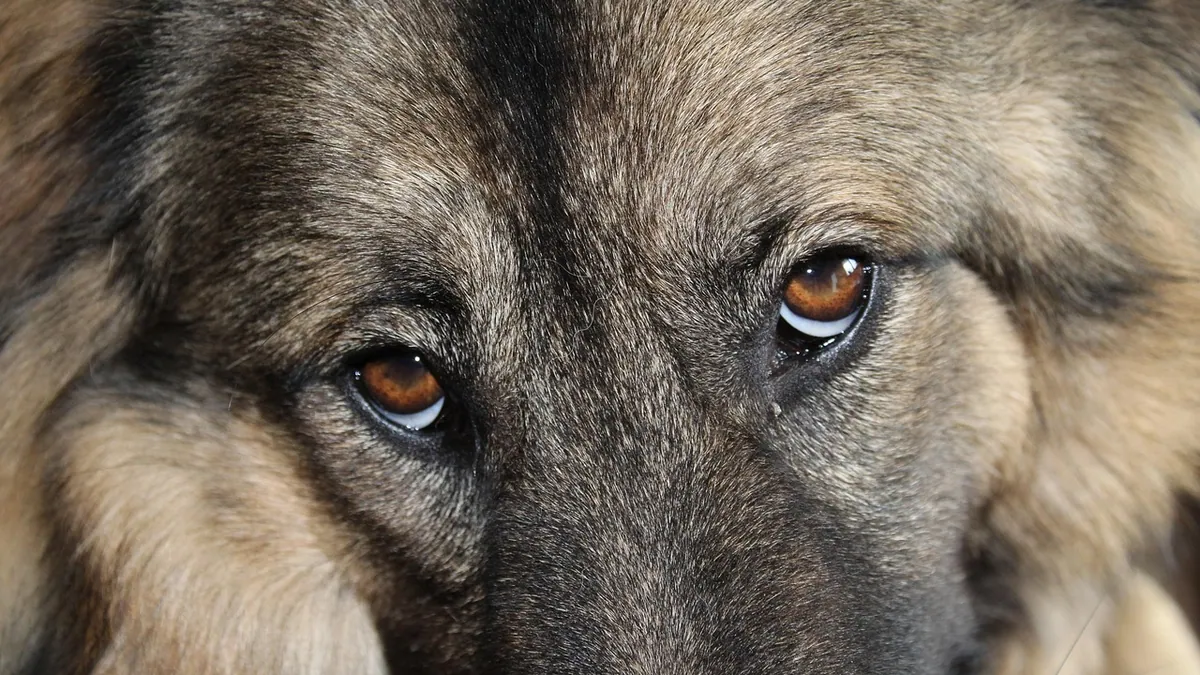 Dog Eye Yellow or Green Discharge: Causes and When to Worry
