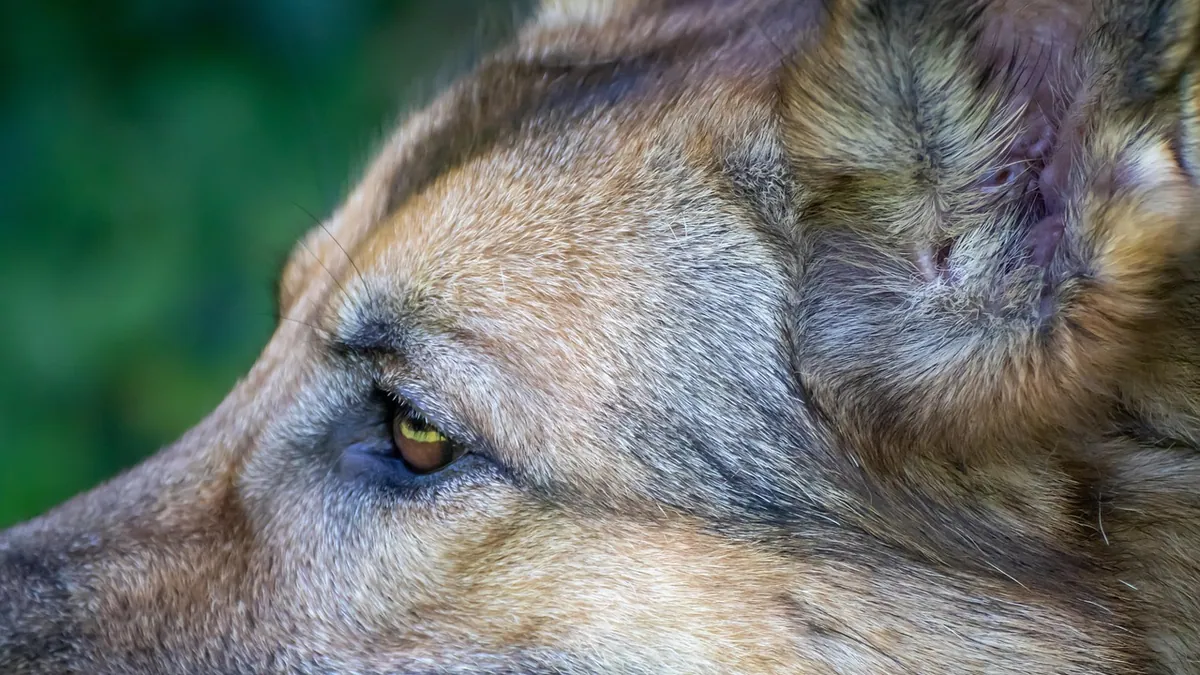 Growth on a Dog's Eyelid: Types and When to Remove