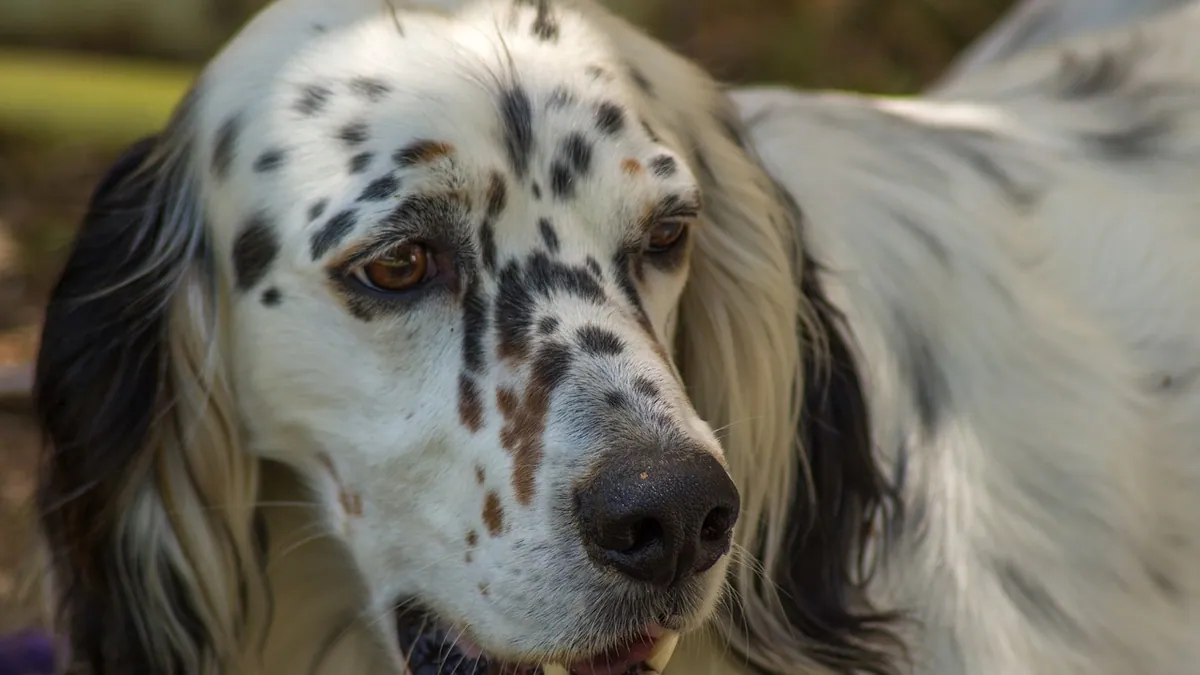 Why Is My Dog's Face Swollen? Causes and When to Worry