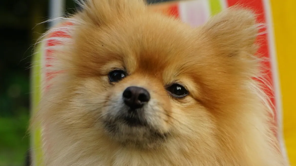 Why Is My Dog Falling Over? Causes and When to Worry