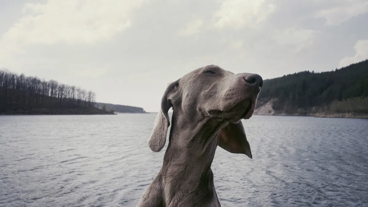 My Dog Keeps Farting but Won't Poop: What to Do