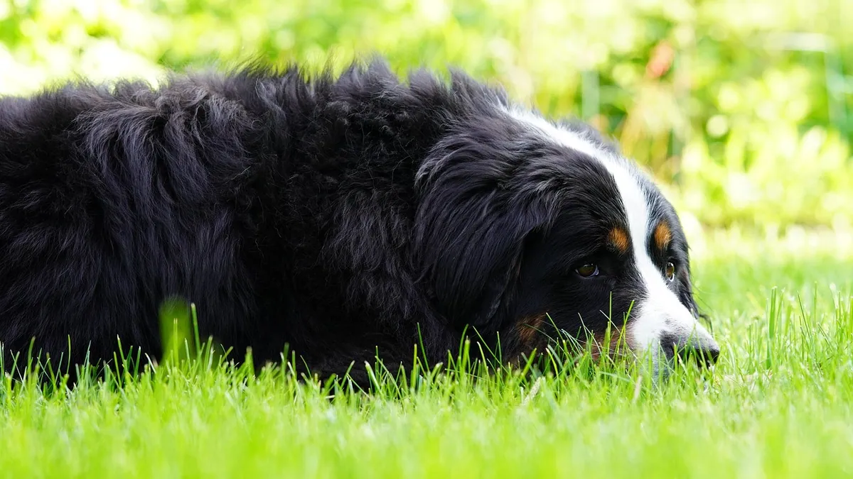 Fatty Lump or Tumor? Lumps and Weight Loss in Dogs