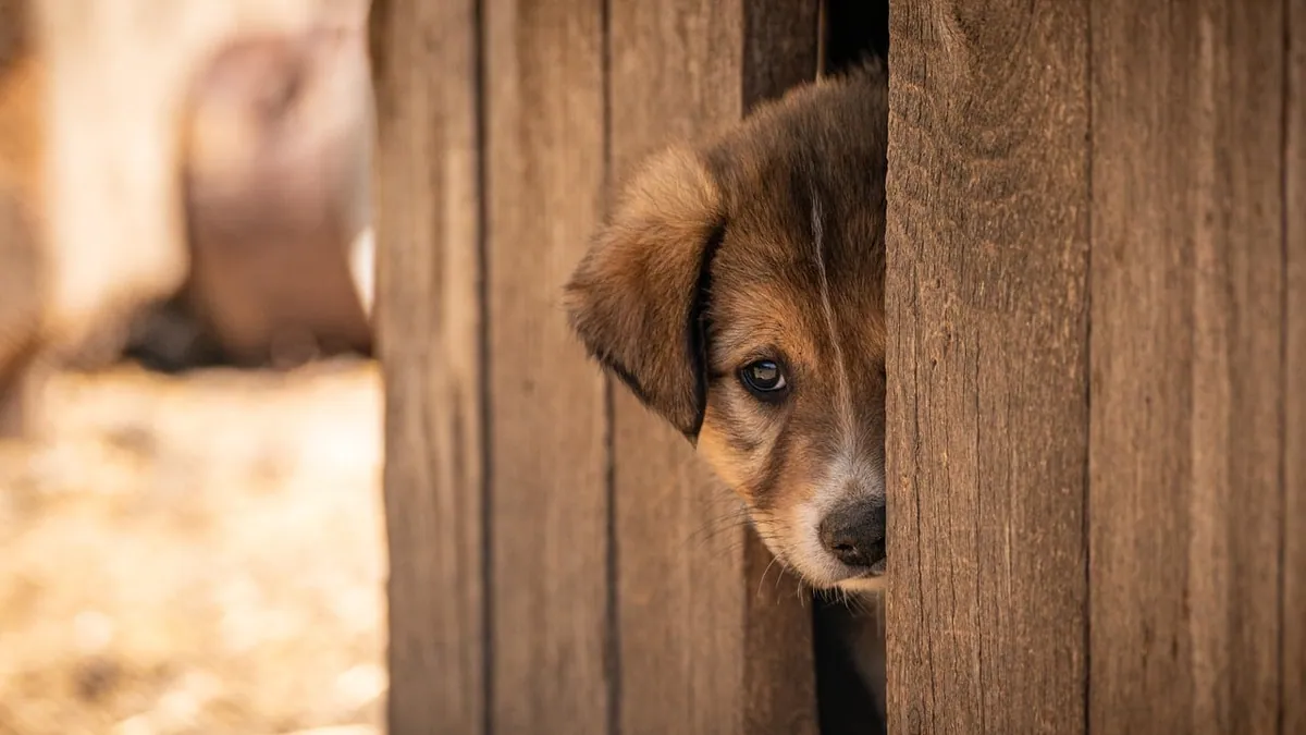 Dog Feeding Schedule by Age: Chart and Timing Tips