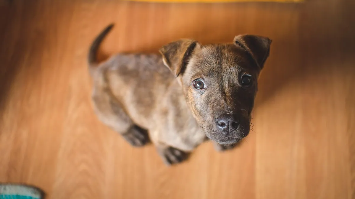 Dog Feeding Schedule: How Often to Feed Your Dog or Puppy