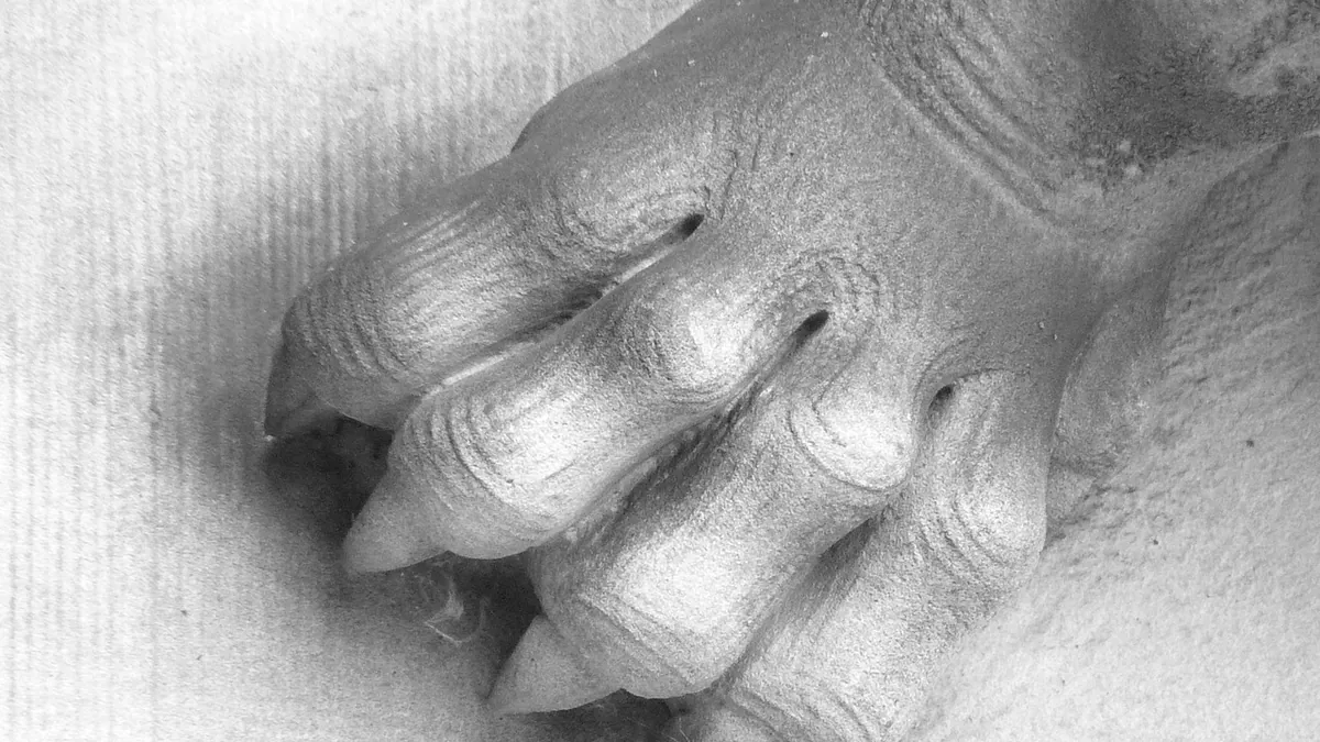 Do Dogs Walk on Their Toes? Dog Feet and Toe Anatomy
