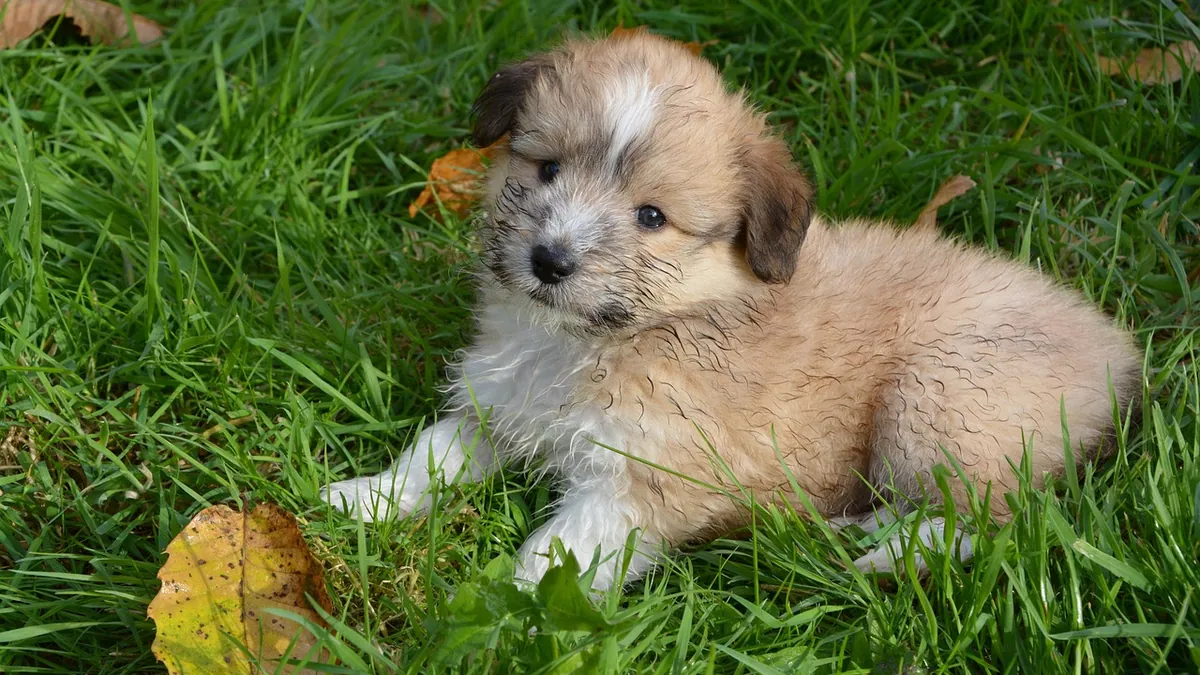 Dog Fell on His Head: Signs of Injury and What to Do