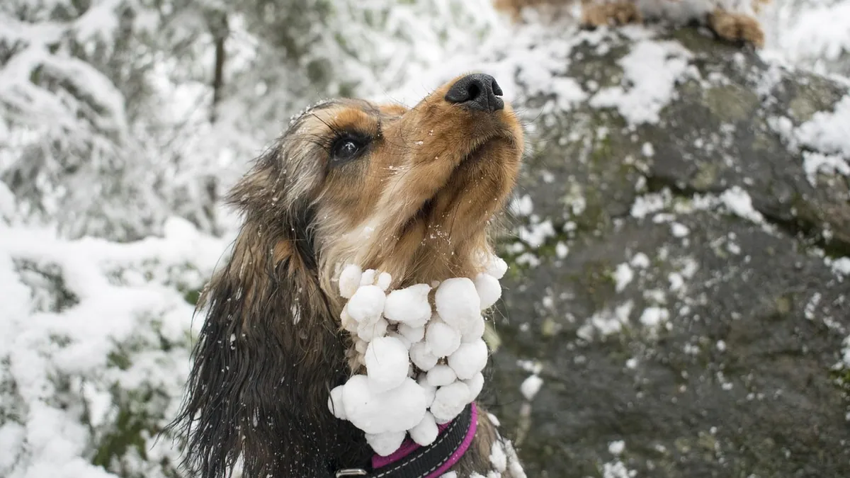 Dog Fever and Milk Fever: Home Care and When to Worry