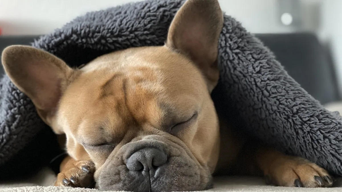 Your Dog's First Night Home: A Calm Start