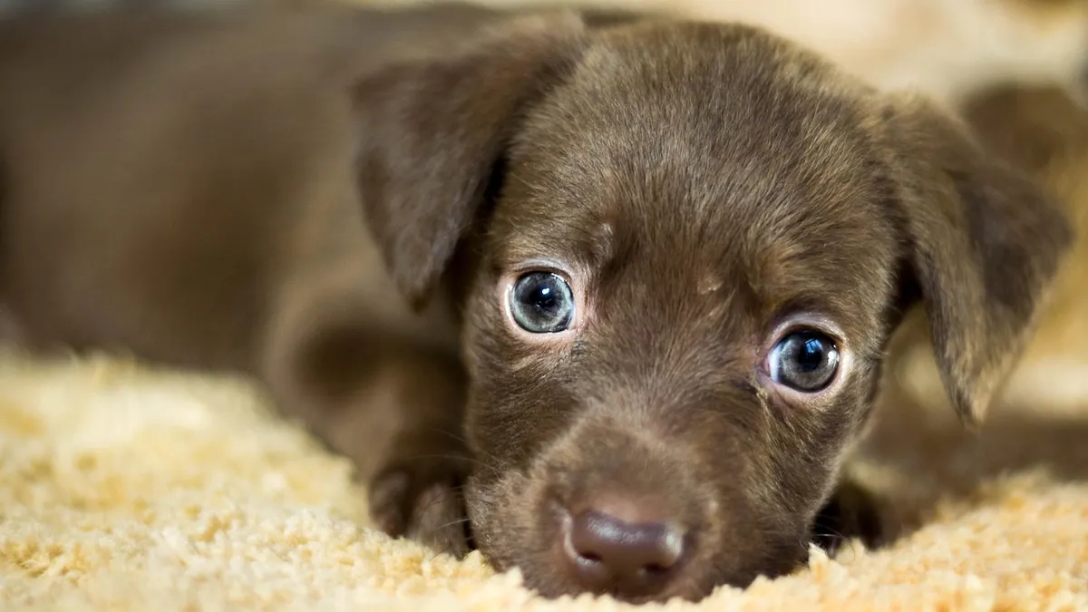 Your Dog's First Week at Home: A Day-by-Day Plan