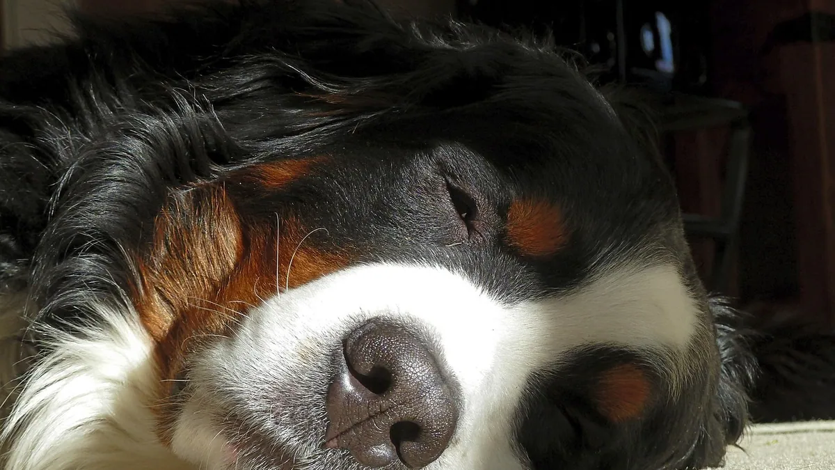 Dog's First Week on Prozac: What to Expect