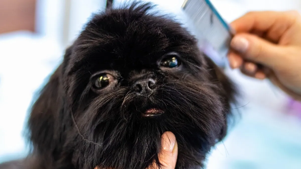 Why Does My Dog Smell Like Fish? Urine and Skin Causes
