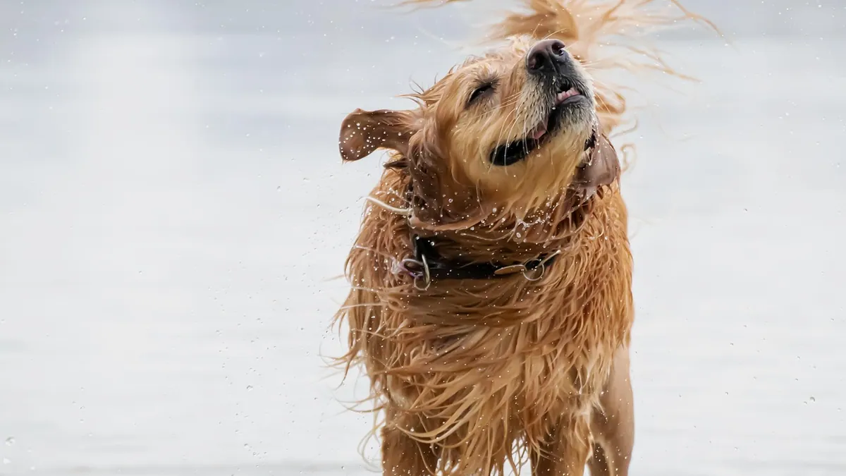 Why Is My Dog Flapping His Ears? Causes and Relief