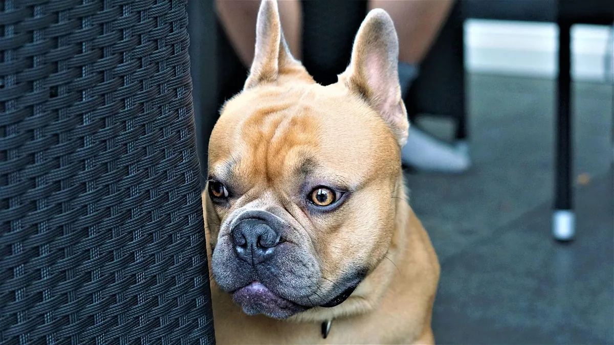 Why Is My Dog Flinching? Causes and What to Do