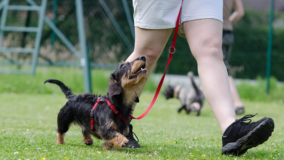 How to Get Your Dog to Focus on You During Walks