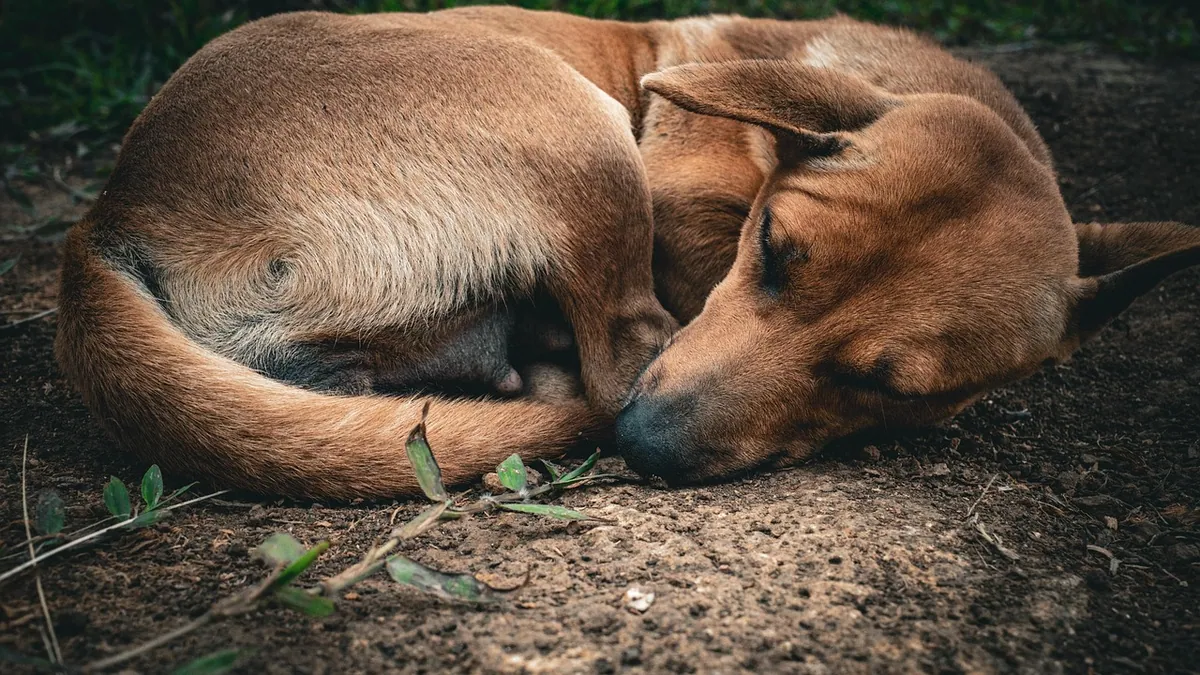 Diet for Dogs With High Liver Enzymes or Liver Disease