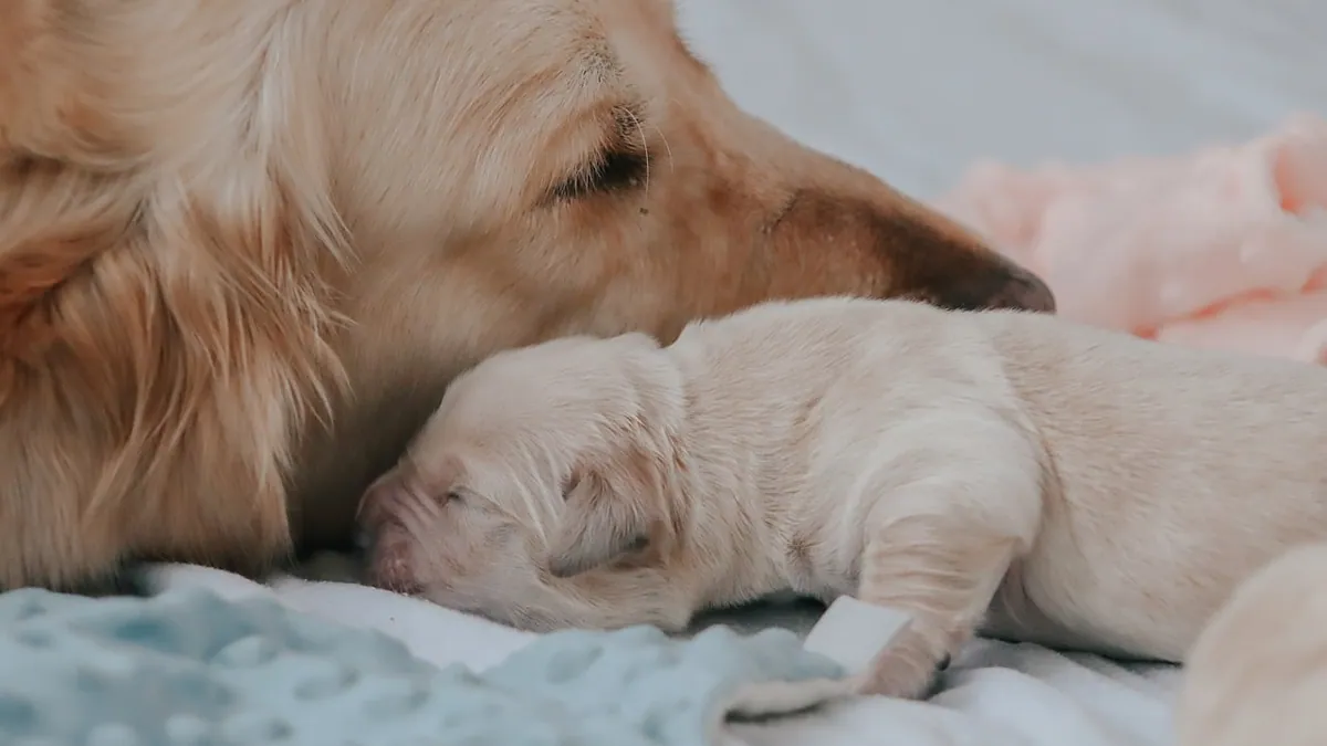 Feeding Nursing Dogs and New Mothers: What They Need