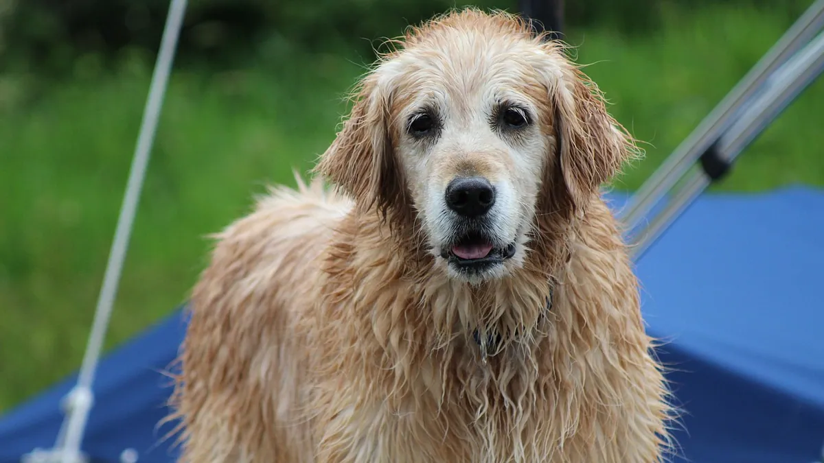 What to Feed a Dog With No Teeth