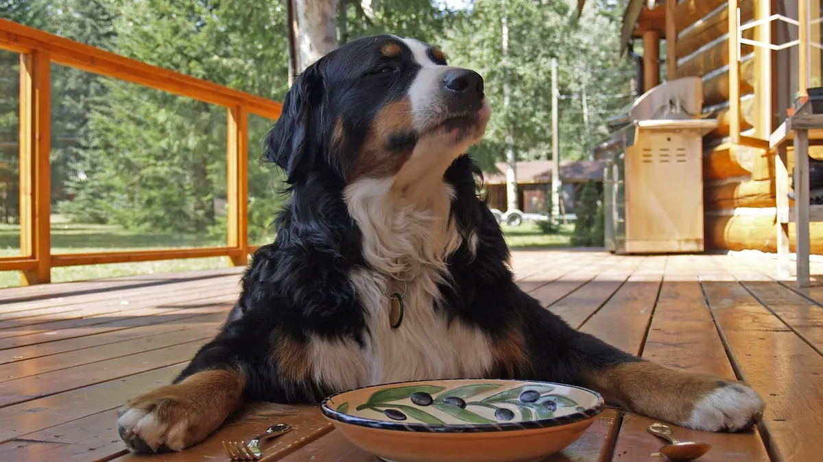 Best Dog Food for Urinary Crystals: What to Feed