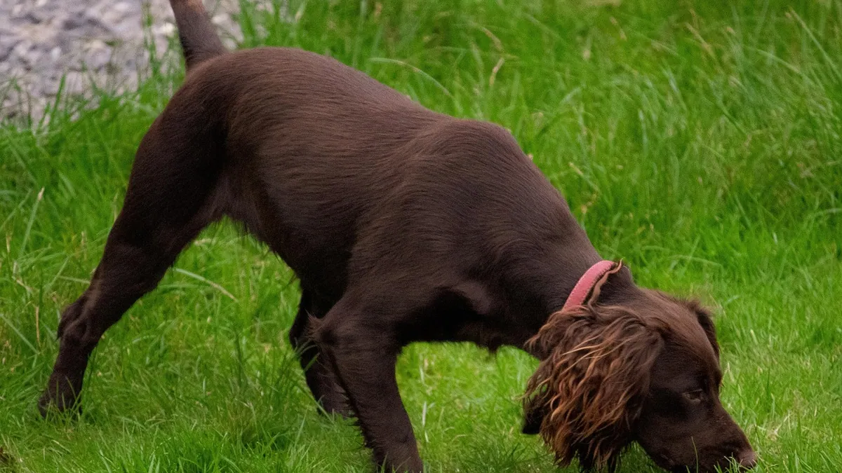 Frequent Urination in Dogs After Antibiotics: Causes