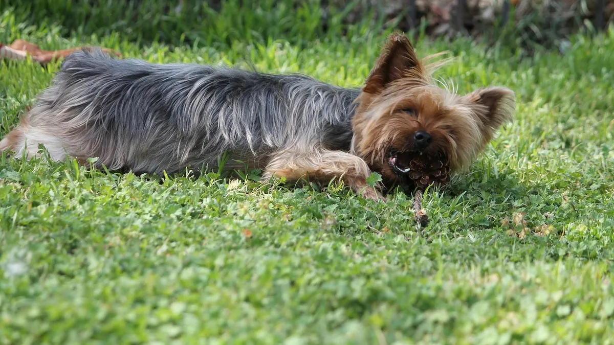 Frequent Urination in Dogs After Spaying or Neutering