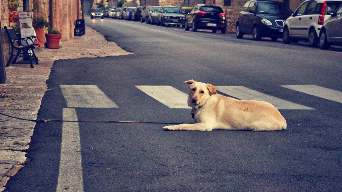 Frequent Urination in Dogs: Do Home Remedies Work?