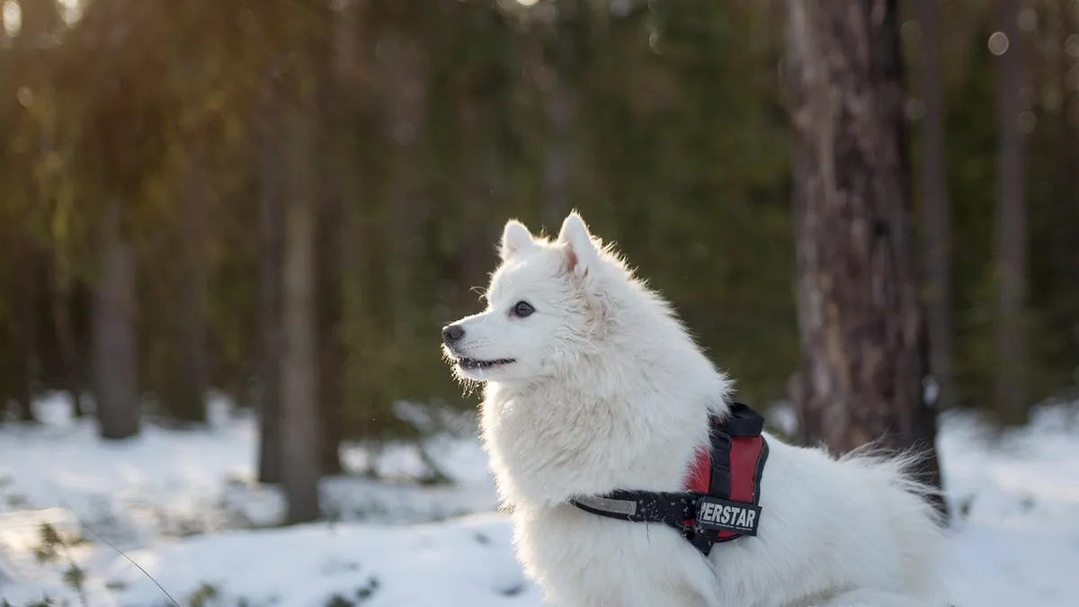 What Causes Gallbladder Problems in Dogs?