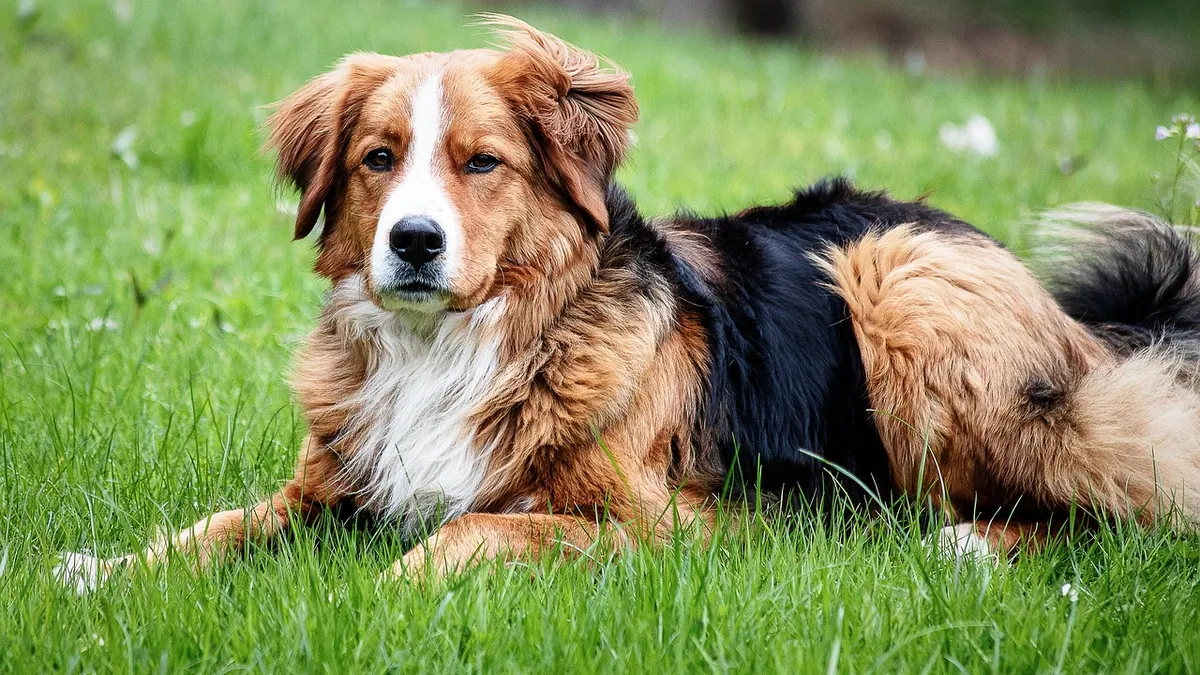 Dog Gas: Causes and How to Reduce It at Home
