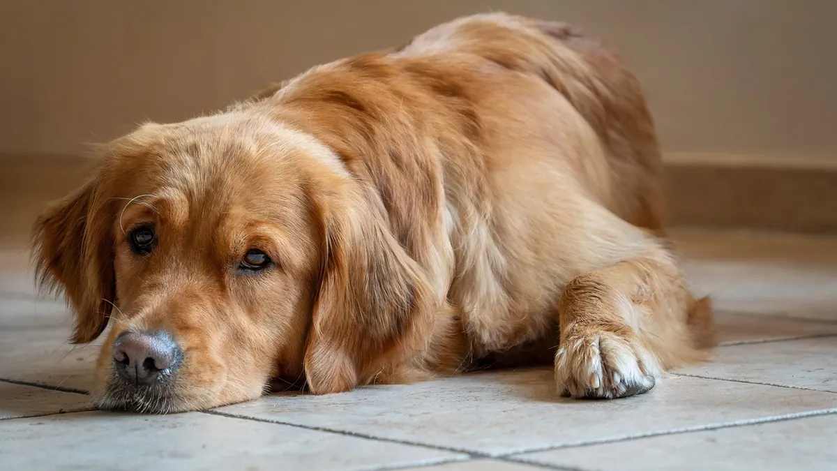 What Can I Give My Dog for Gas? Safe Relief Options